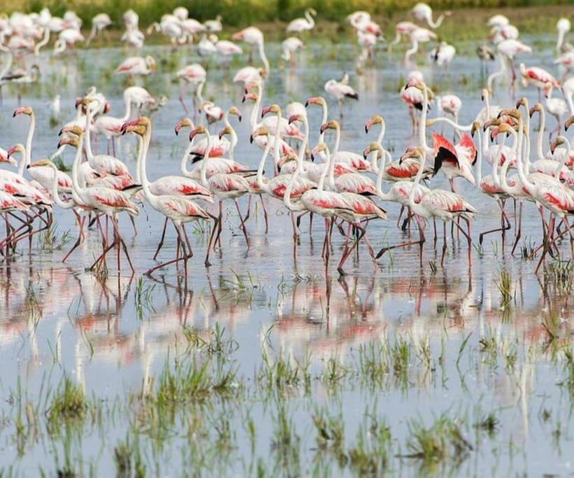 Appartamento Rincon Del Delta, En El Delta Del Ebro, Playa Trabucador Amposta, Tarragona L'Eucaliptus